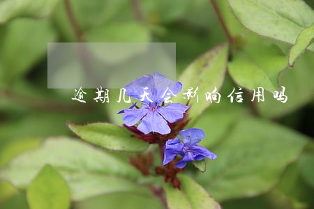 逾期几天会影响信用吗 逾期几天会影响信用吗