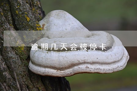 逾期几天会被停卡 逾期几天会被停卡