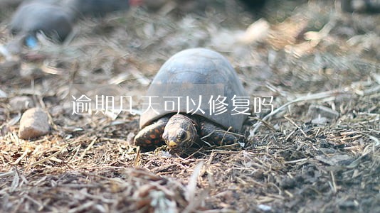 逾期几天可以修复吗 逾期几天可以修复吗