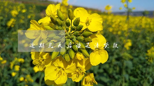 逾期几天后偿还清贷款 逾期几天后偿还清贷款