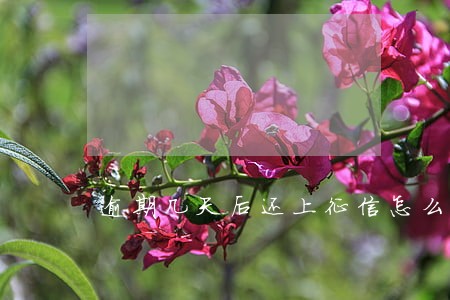逾期几天后还上征信怎么显示 逾期几天后还上征信怎么显示