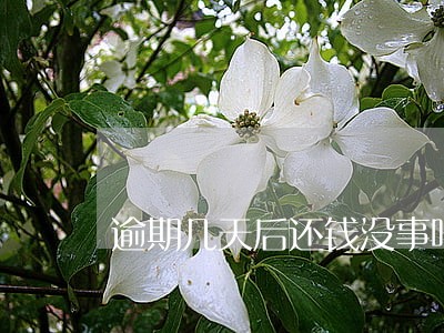 逾期几天后还钱没事吧