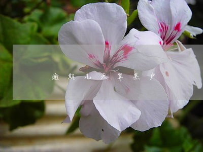逾期几天算黑户 逾期几天算黑户