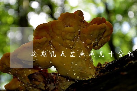 逾期几天芝麻减几十分能恢复吗 逾期几天芝麻减几十分能恢复吗