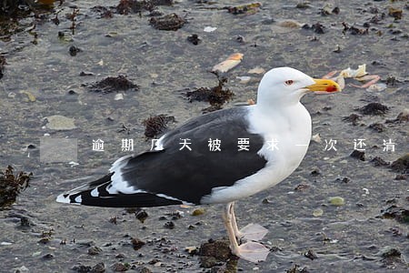 逾期几天被要求一次还清