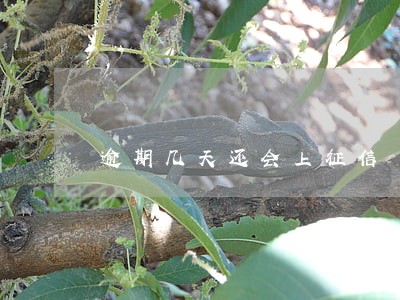逾期几天还会上征信 逾期几天还会上征信