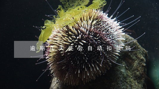 逾期几天还会自动扣款吗 逾期几天还会自动扣款吗
