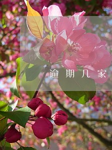 逾期几家在哪借钱 逾期几家在哪借钱