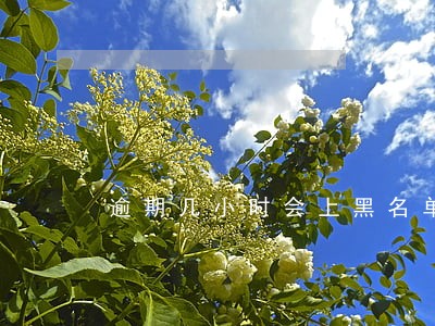 逾期几小时会上黑名单 逾期几小时会上黑名单