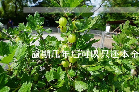 逾期几年后可以只还本金吗 逾期几年后可以只还本金吗