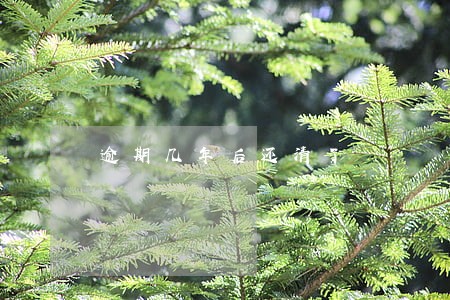 逾期几年后还清了 逾期几年后还清了