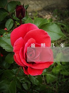 逾期几年就不可以仲裁了 逾期几年就不可以仲裁了