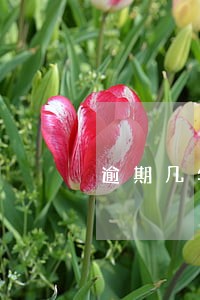 逾期几年怎么办理分期 逾期几年怎么办理分期