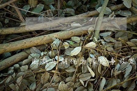 逾期几期视为保险事故发生 逾期几期视为保险事故发生