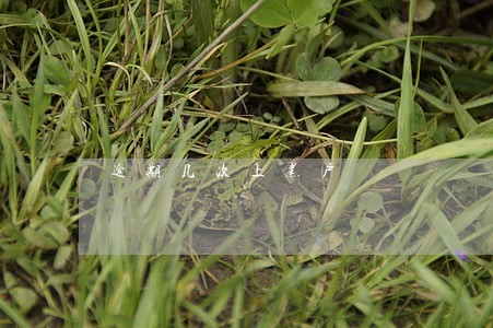 逾期几次上黑户 逾期几次上黑户