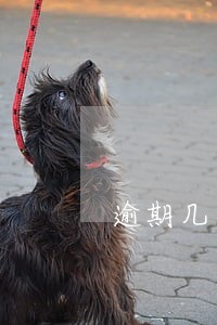 逾期几次拖车 逾期几次拖车