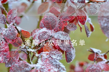 逾期几次是黑名单 逾期几次是黑名单