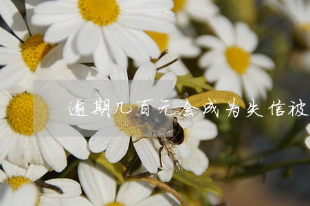 逾期几百元会成为失信被执行人