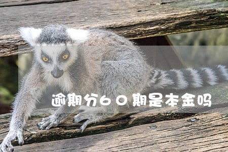 逾期分60期是本金吗 逾期分60期是本金吗