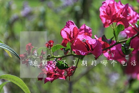 逾期分不了期打哪个电话协商 逾期分不了期打哪个电话协商
