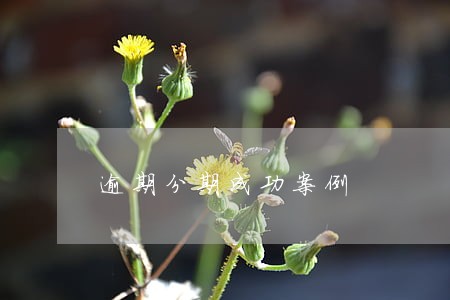 逾期分期成功案例 逾期分期成功案例