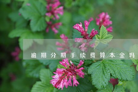 逾期分期手续费算本金吗 逾期分期手续费算本金吗