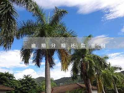 逾期分期还款条例