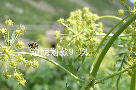 逾期划款9次 逾期划款9次
