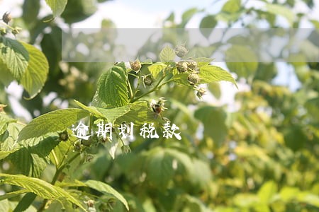 逾期划税款 逾期划税款