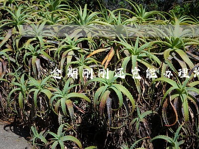 逾期刚刚还完能办理汽车分期吗