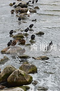 逾期判决书多少申请强制执行 逾期判决书多少申请强制执行