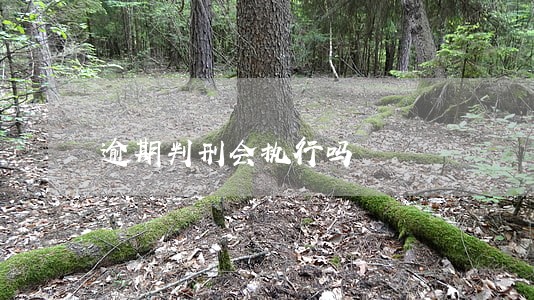逾期判刑会执行吗