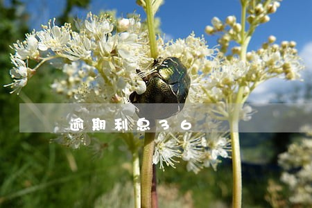 逾期利息36 逾期利息36