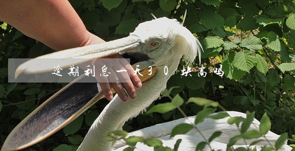 逾期利息一天30块高吗