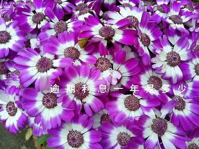 逾期利息一年是多少