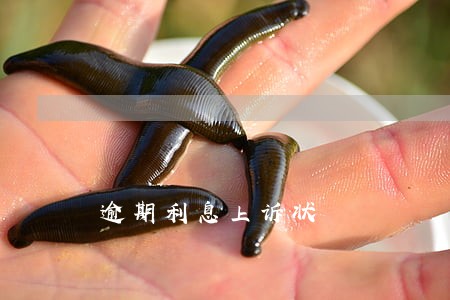 逾期利息上诉状 逾期利息上诉状