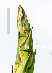 逾期利息不得超过多少