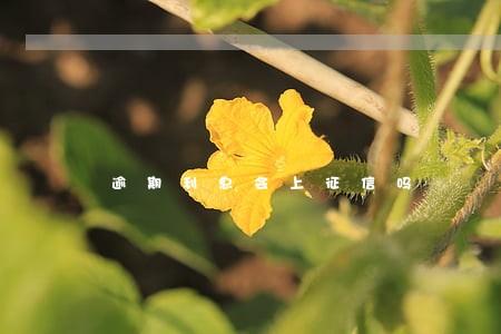 逾期利息会上征信吗 逾期利息会上征信吗