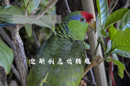 逾期利息债转股 逾期利息债转股
