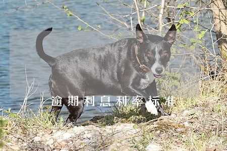 逾期利息利率标准
