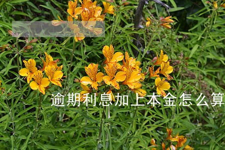 逾期利息加上本金怎么算 逾期利息加上本金怎么算