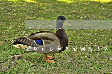 逾期利息和本金利息怎么算 逾期利息和本金利息怎么算