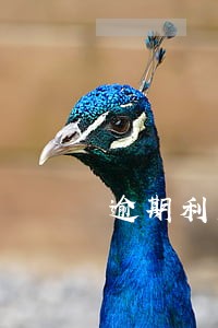 逾期利息和罚息的会计核算 逾期利息和罚息的会计核算