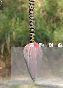 逾期利息和贷款利息的区别 逾期利息和贷款利息的区别