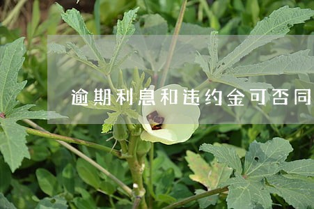 逾期利息和违约金可否同时主张