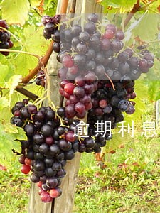 逾期利息复利罚息