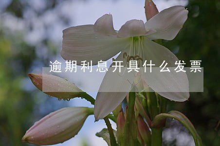 逾期利息开具什么发票
