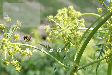 逾期利息招行 逾期利息招行