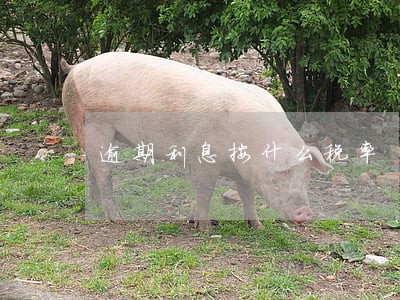 逾期利息按什么税率 逾期利息按什么税率