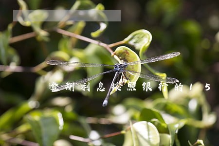 逾期利息按照银行的15 逾期利息按照银行的15